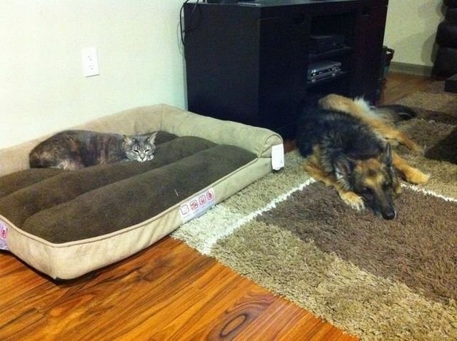 Funny Animals (48 pics)