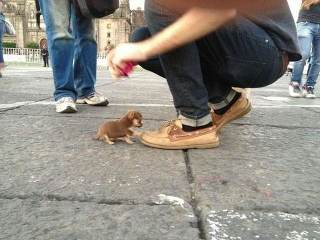 Funny Animals (48 pics)