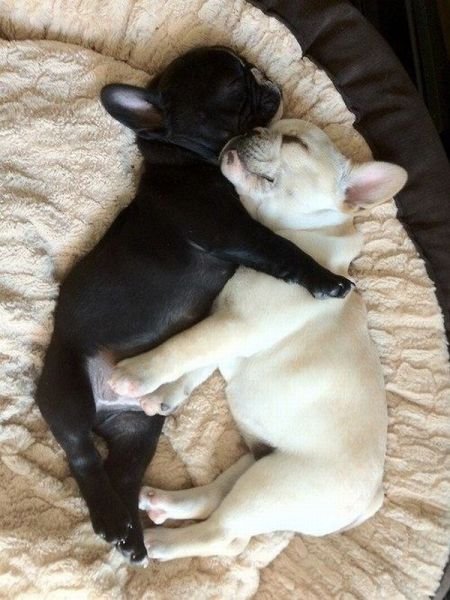 Funny Animals (48 pics)