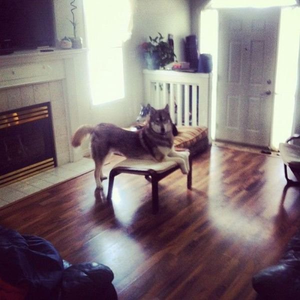 Funny Animals (48 pics)