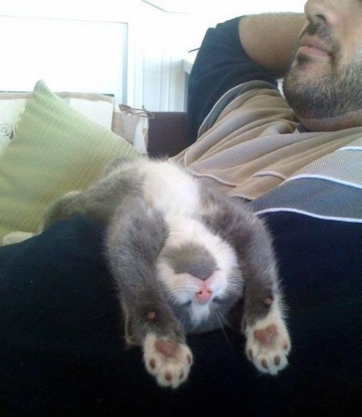 Funny Animals (48 pics)