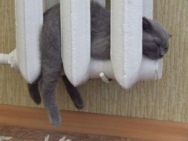 Funny Animals (48 pics)
