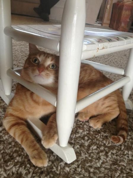 Funny Animals (48 pics)