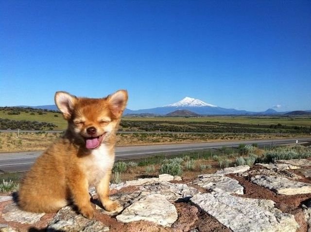 Funny Animals (48 pics)