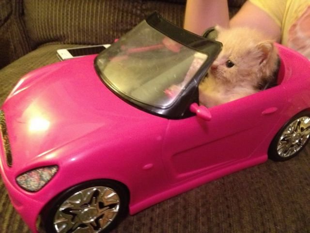 Funny Animals (48 pics)