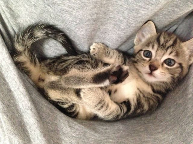 Funny Animals (48 pics)