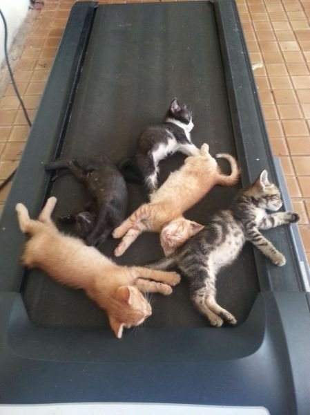 Funny Animals (48 pics)