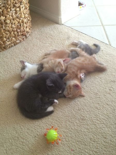 Funny Animals (48 pics)