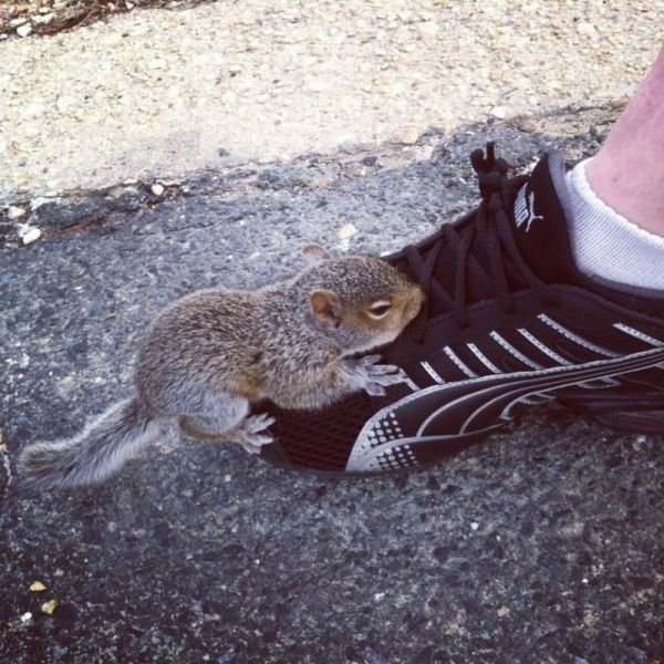 Funny Animals (48 pics)
