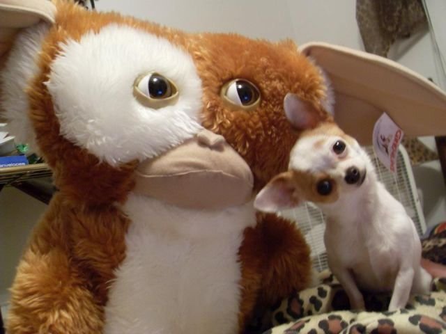 Funny Animals (48 pics)