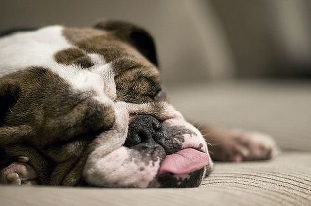 Funny Animals (48 pics)