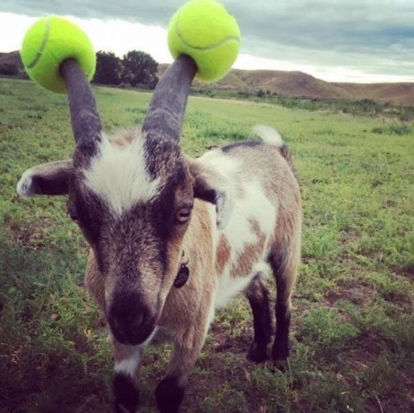 Posts And Photos For A Good Mood (72 pics)