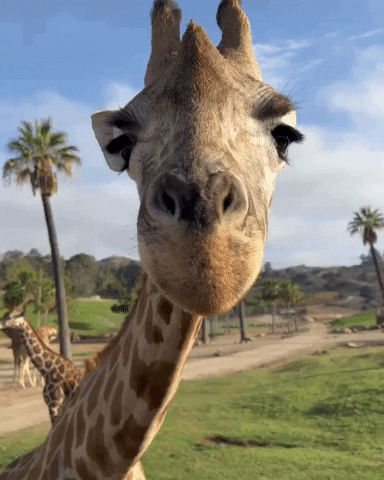 Random Facts (15 gifs)