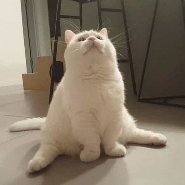 Funny Cats (18 pics)