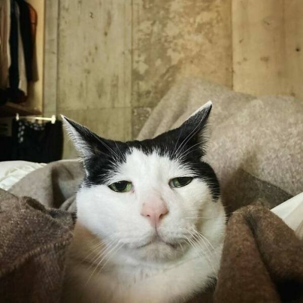 Funny Cats (18 pics)