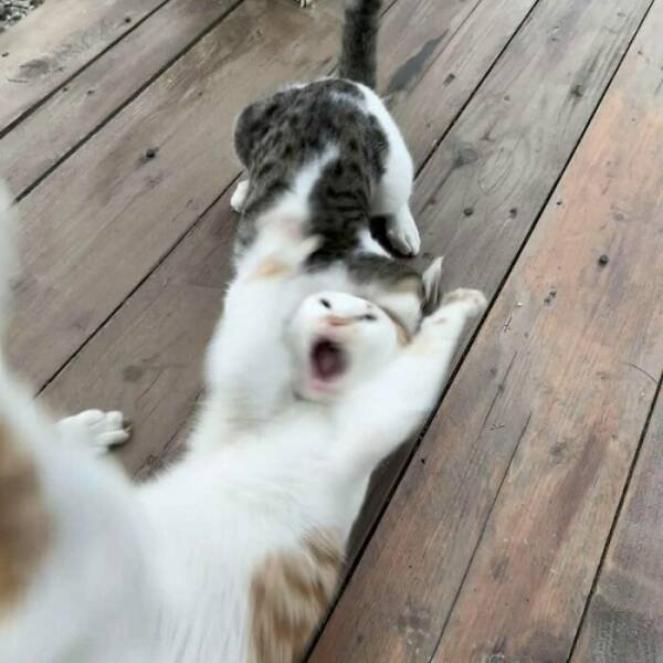 Funny Cats (18 pics)