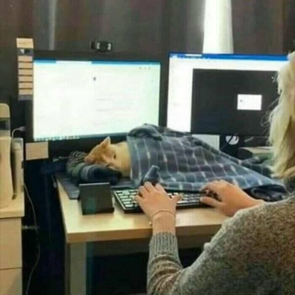 Funny Cats (18 pics)