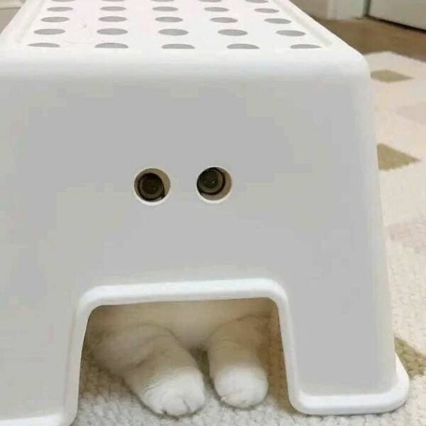 Funny Cats (18 pics)