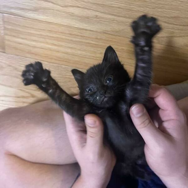 Funny Cats (18 pics)