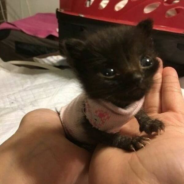 Funny Cats (18 pics)