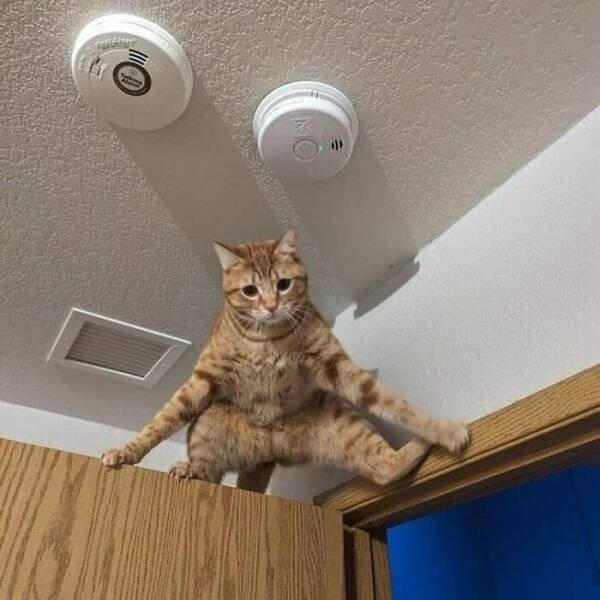 Funny Cats (18 pics)