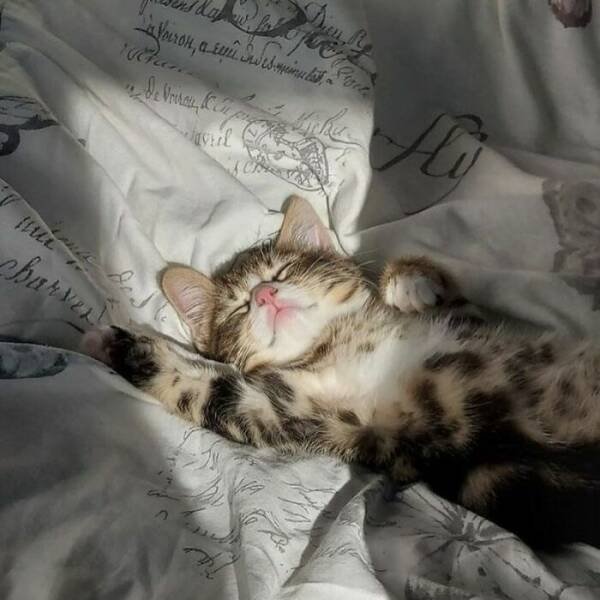 Funny Cats (18 pics)
