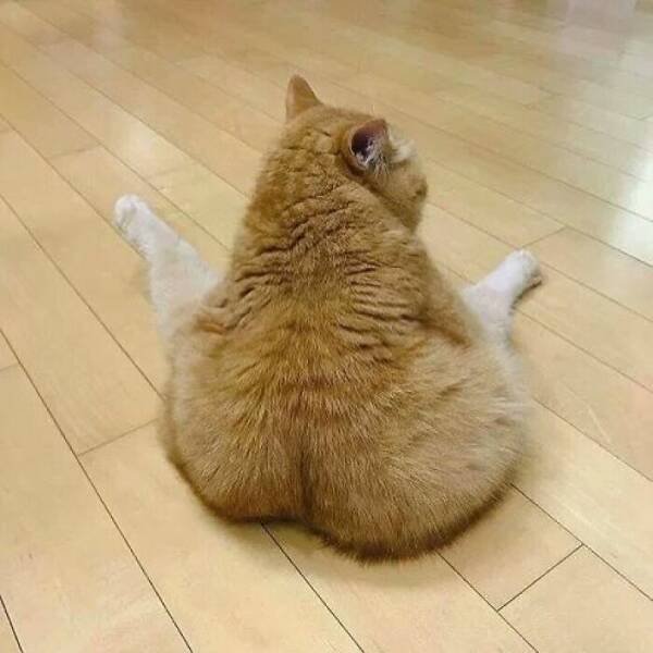 Funny Cats (18 pics)