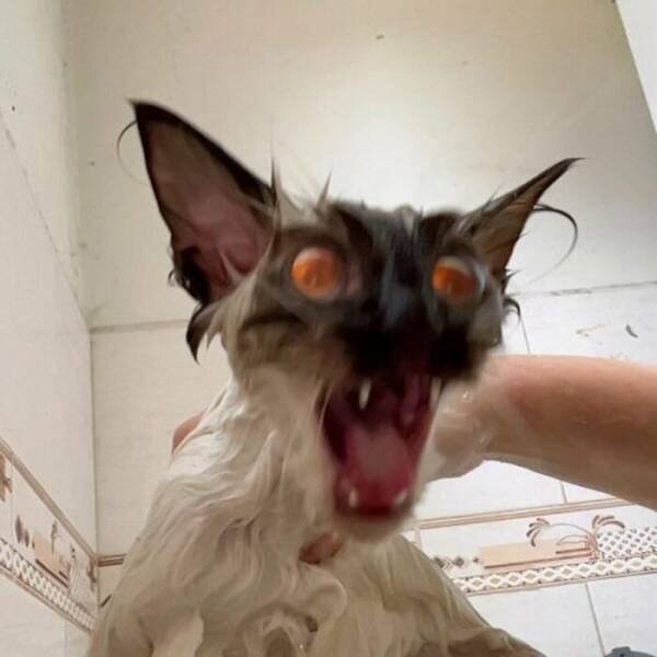 Funny Cats (18 pics)