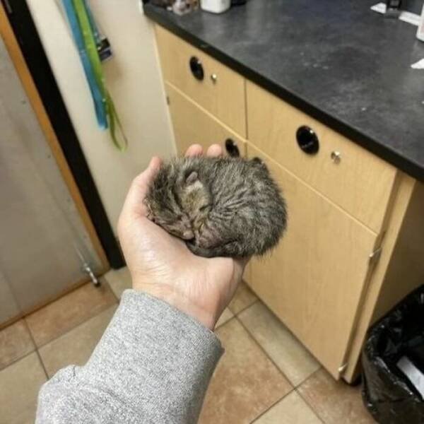 Funny Cats (18 pics)