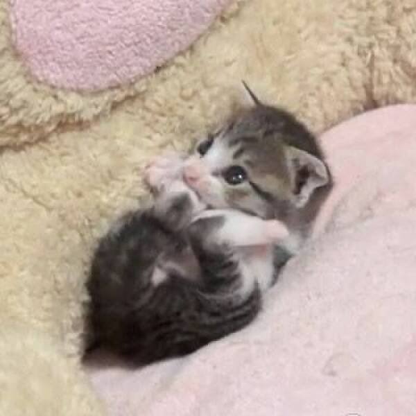 Funny Cats (18 pics)
