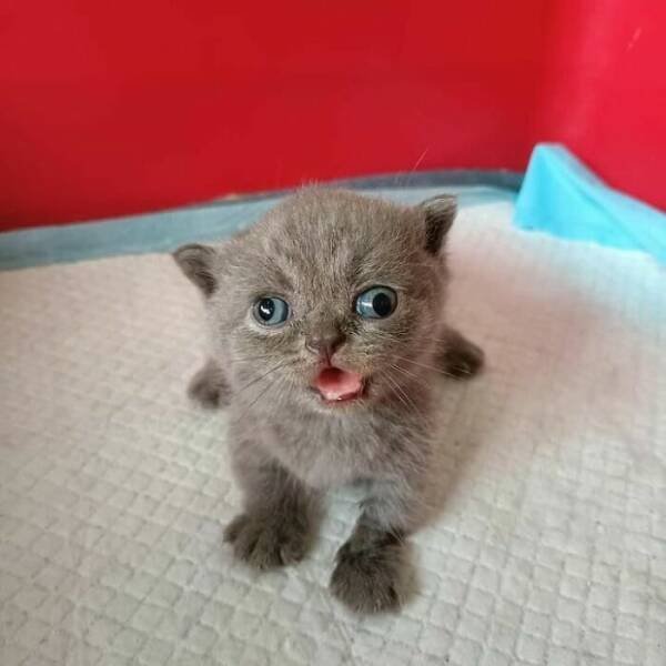 Funny Cats (18 pics)