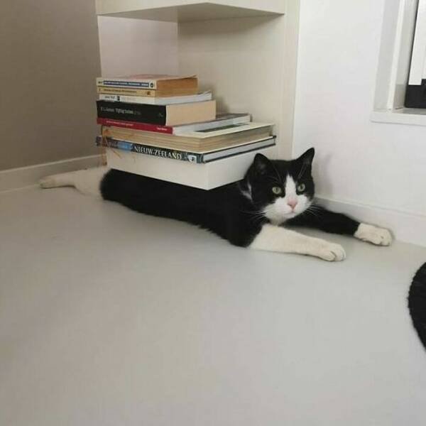 Funny Cats (18 pics)