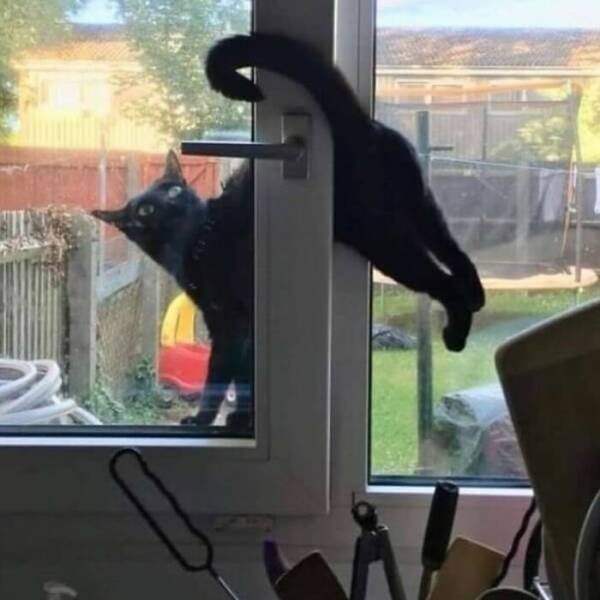 Funny Cats (18 pics)