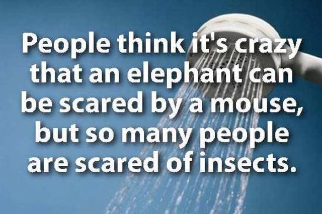 Odd Thoughts (20 pics)