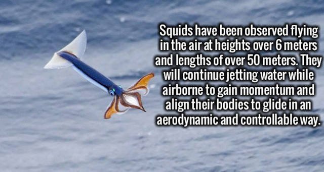 Interesting Facts (37 pics)