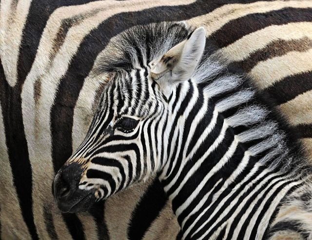 Cute And Funny Animals (40 pics)