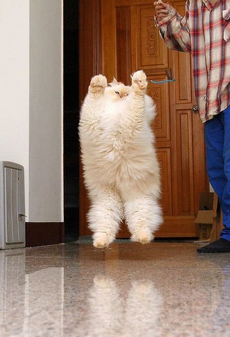 Cute And Funny Animals (40 pics)