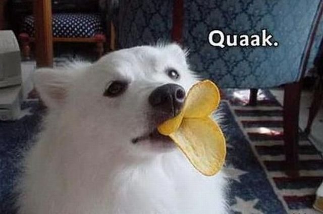 Cute And Funny Animals (40 pics)
