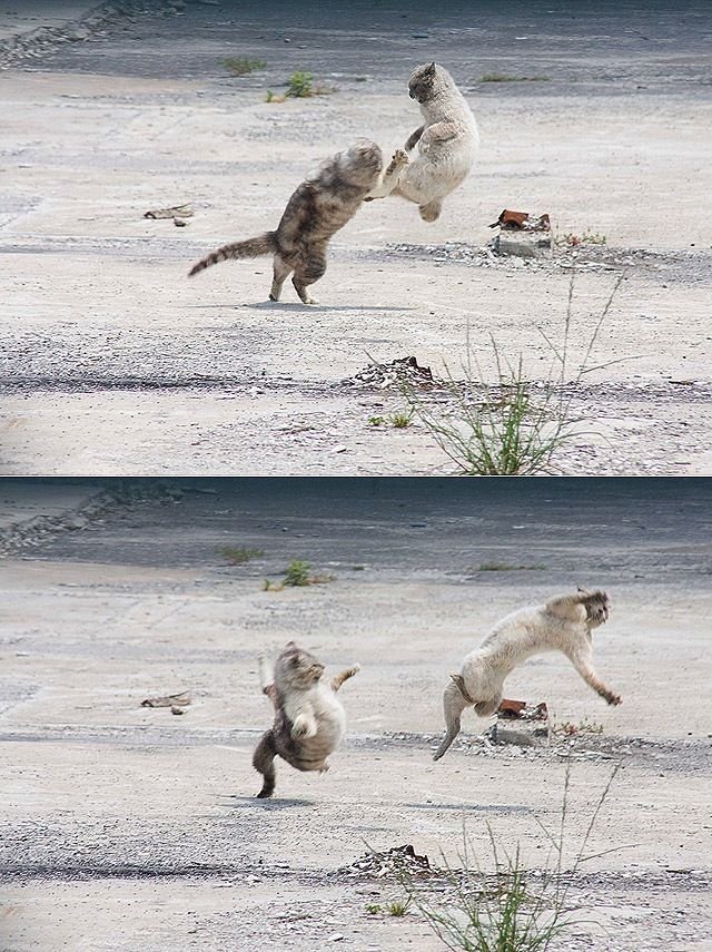 Cute And Funny Animals (40 pics)