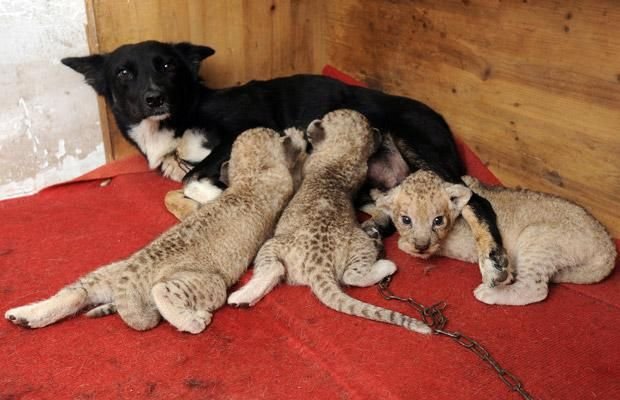 Cute And Funny Animals (40 pics)