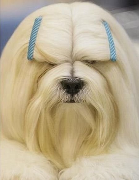 Cute And Funny Animals (40 pics)