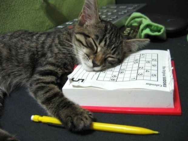 Cute And Funny Animals (40 pics)