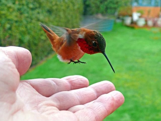 Cute And Funny Animals (40 pics)