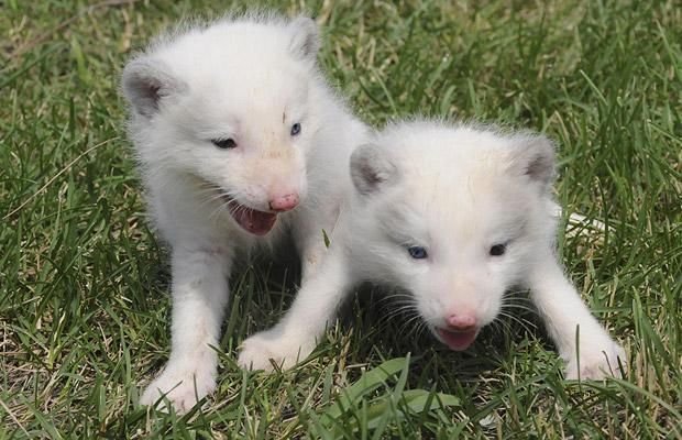Cute And Funny Animals (40 pics)