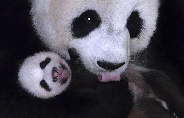 Cute And Funny Animals (40 pics)