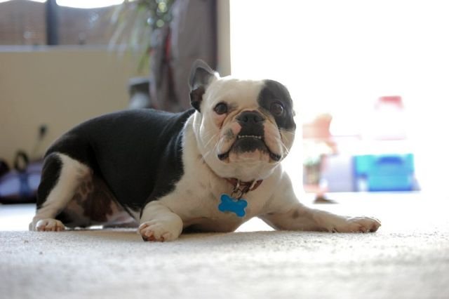 Cute And Funny Animals (40 pics)