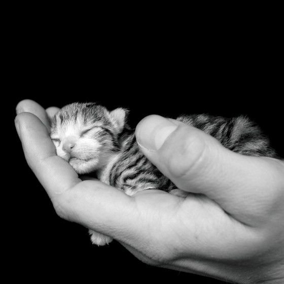 Cute And Funny Animals (40 pics)