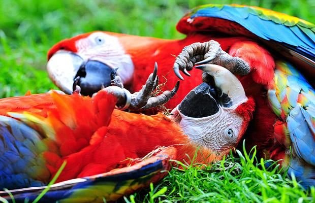 Cute And Funny Animals (40 pics)