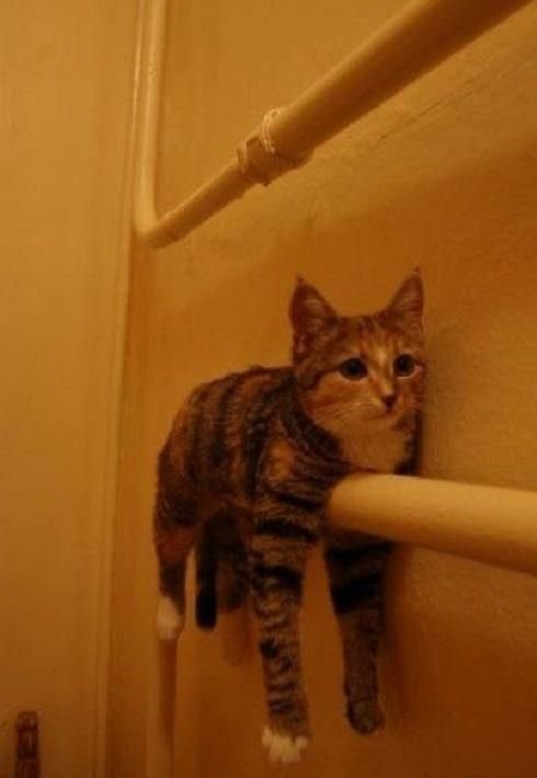 Cute And Funny Animals (40 pics)