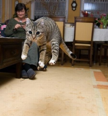 Cute And Funny Animals (40 pics)